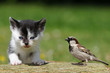 Katze und Vogel
