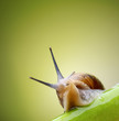 Snail on green stem