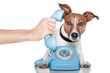 dog on the phone with male hand dog on the phone with male hand