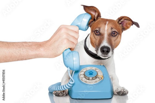 Foto: dog on the phone with male hand dog on the phone with male hand