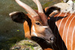 Eastern Bongo