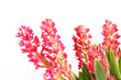 hyacinth flowers