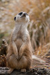 Meerkat