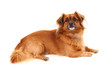 Aufmerksamer Wachhund