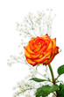 beautiful orange rose