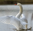 Cygne battant des ailes