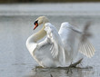 Cygne sur l'eau