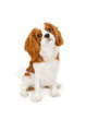 Cavalier King Charles Spaniel Dog