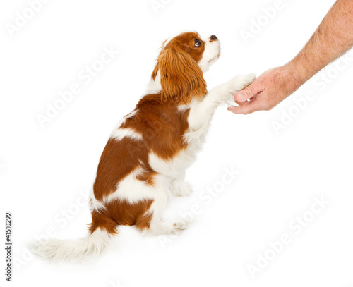 Photo: Cavalier King Charles Spaniel Dog Shaking Hands Cavalier King Charles Spaniel Dog Shaking Hands