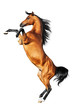 Illustration: arabian bay stallion arabian bay stallion