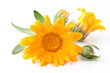 Caledula flowers.