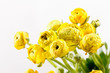 yellow Ranunculus