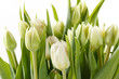nice tulips