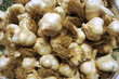 Allium sativum