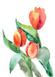 Beautiful Tulips flowers
