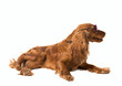 lying cocker spaniel in sunglasses