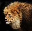 Portrait of a male lion isolated on black background Portrait of a male lion isolated on black background
