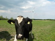 Bullen vor Windkraftanlage