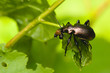 Calosoma inquisitor