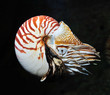 nautilus swimming, alive on black background