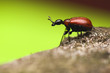 Apoderus coryli