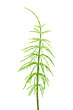 horsetail