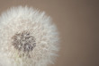 soft dandelion