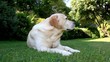 Video: Cane curioso Cane curioso