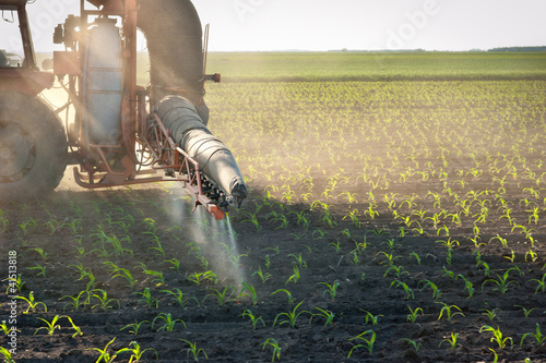 Photo: Tractor fertilizes crops corn Tractor fertilizes crops corn