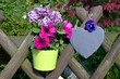 Frühling Blumen Herz im Garten Frühling Blumen Herz im Garten