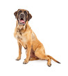 English Mastiff Dog With Medical Procedure