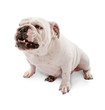 English Bulldog Growling