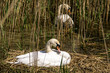 Swan on Nest