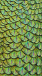 close up of peacock feathers