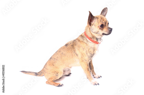 Photo: chihuahua chihuahua