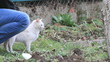 cat care