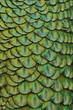 peacock feathers close up