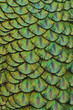 feathers of a peacock