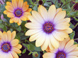 flor Dimorfoteca