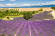 Campi di Lavanda a Valensole Provenza