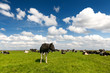Typical Dutch landscape Typical Dutch landscape