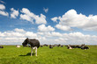 Typical Dutch landscape