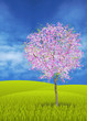 Blossoming apple tree