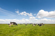 Typical Dutch landscape Typical Dutch landscape