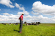 Typical Dutch landscape with farmer and cows Typical Dutch landscape with farmer and cows