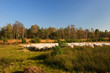 Sheep herd in Holland Sheep herd in Holland