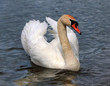 beautiful white swan on the lake beautiful white swan on the lake