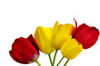 tulipany