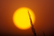 sunset in steppe