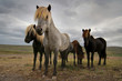 Icelandic horses Icelandic horses